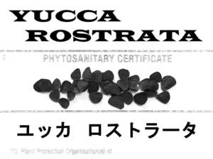 【鮮度抜群】3月入荷 500粒+ ユッカ ロストラータ 種 種子 植物検疫証明書あり