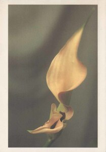 絵はがき / ポストカード　ケイ・ムトウ（Kei Muto）　花の写真　飾りにもオシャレ　未使用品