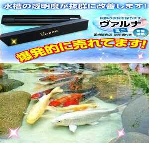 錦鯉の病気がなくなります【ヴァルナミニ23センチ】病原菌や感染症を強力抑制！透明度抜群に！３年間水替え不要になります！水質改善に！