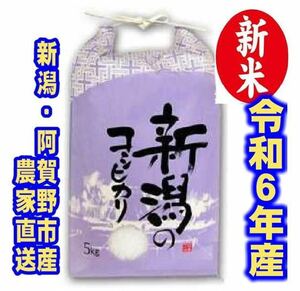 新米　令和6年産　新潟コシヒカリ　白米5kg×1個★農家直送★色彩選別済181