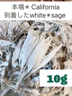 無農薬☆カリフォルニア産 ホワイトセージ 10g☆お試しサイズ