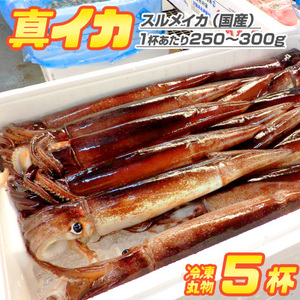 生冷凍 丸物 するめいか 5杯 | 1杯あたり250g ～ 300g squid 屋台 行楽 イベント 真イカ 刺身 生食可御歳暮 お歳暮 正月 年末年始