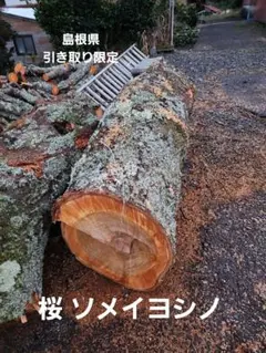 桜 ソメイヨシノ 原木 薪