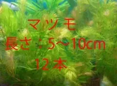 マツモ(長さ5～10cm) 12本・・・無農薬　補償付き