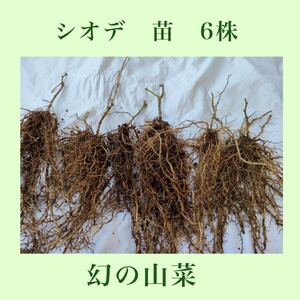 幻の山菜　シオデ　苗　6株