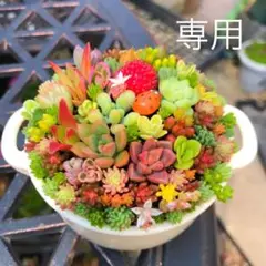 そのまま飾れる多肉植物寄せ植え　鍋鉢　管理書付