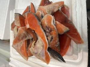 鮭 カマ 切身 切り落とし 甘塩 約10kg チリ産 紅鮭 塩焼 冷凍