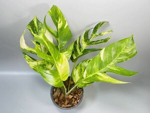 「36」エピプレムナムピナツム ゴールデンフレイム　斑入り　Epipremnum Golden Flame Variegated