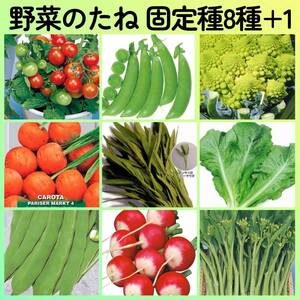 固定種野菜種8+1◆ミニトマトレジナつるなしエンドウカリフラワーロマネスコ丸キャロットリーフレタス空芯菜つるなしインゲンラディッシュ