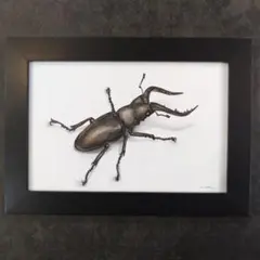 カブトムシのイラスト　手書き　色鉛筆画