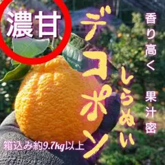 ⭕お得な熊本産 不知火デコポン 味恋みかん