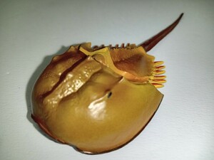 カブトガニ　天然記念物　フィギュア