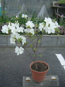 ヒラドツツジ　白花　１００ｃｍ　樹高（鉢底より）①　　庭木　植木　花言葉「恋の喜び」「節度」「慎み」 　☆ 白い花は「初恋」