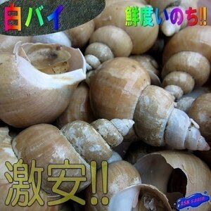 ３箱、磯の高級珍味「白バイ1kg」お刺身用、肝も絶品!!　山陰境港産