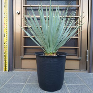 ◆ユッカロストラータ Yucca rostrata 《Ｈ＝約50cm・8号ポット》◆ ドライガーデン ロックガーデン 南国リゾート 123