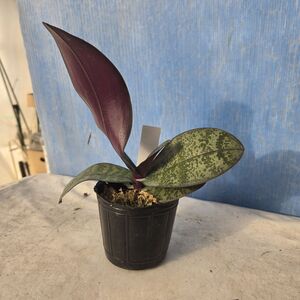 ◇◇洋蘭◇◇ Phal. philippinensis × sib