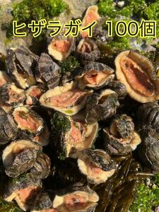 ヒザラ貝　石鯛釣り餌つりえさ100個1.3キロ