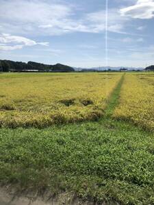 宮城県　令和6年産　ひとめぼれ　30kg 玄米