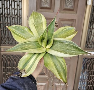 29cm大株 ワイド キラー オバティホリア　検（agave チタノタ　チタノータ　アガベ　オバティホリア　吉祥天好きにも