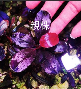 珍しい　ブセファランドラ　ｓｐ．violet blossom　水中葉 