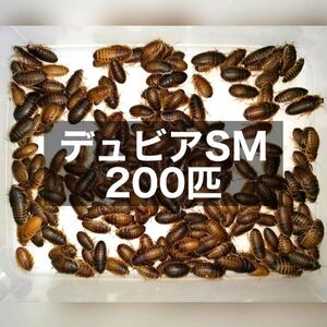 デュビア SMサイズ 2～3cm 200匹＋死着保証10% 送料無料