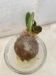 9219 「塊根植物」パキポディウム 札落ち株 抜き苗【12/19最新到着・Pachypodium・根切り確認済・ミニサイズ】