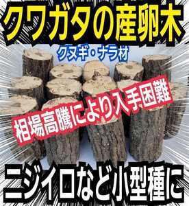 産卵木【3本】クヌギ・ナラ　菌糸がしっかりまわってます！ニジイロにお薦め！埋め込みマットも同梱できます！直径7～10センチ