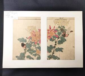 L18 彩色 木版画 花鳥画【 景年画譜 】菊 草花 張込 絵入 明治期 版画 絵画 浮世絵 和本 絵本 古書 古美術 骨董