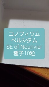 コノフィツム　ペルシダム, SE of Nourivier 種子10粒