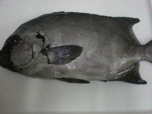 鹿児島県産　高級魚　5目セット　　100サイズで送れるいっぱいセット　　冷凍物