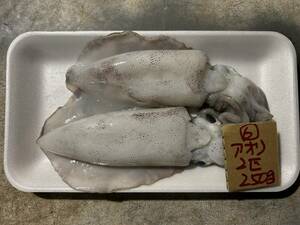 和歌山産　アオリイカ　　2匹で250ｇ（刺身用）冷凍　6