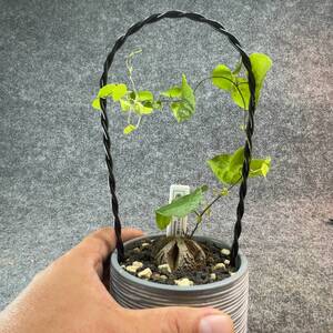 【鉢ごと発送】アフリカ型 亀甲竜 / Dioscorea elephantipes / 3号鉢 / 塊根・多肉植物【現品】 24-10-28-05