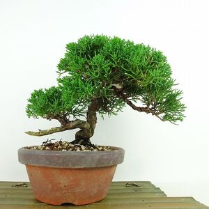 盆栽 真柏 樹高 約18cm しんぱく Juniperus chinensis シンパク “ジン シャリ” ヒノキ科 常緑樹 観賞用 小品 現品