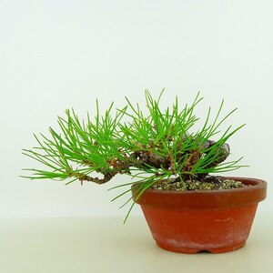 盆栽 松 黒松 樹高 上下 約11cm くろまつ Pinus thunbergii クロマツ マツ科 常緑針葉樹 観賞用 小品 現品