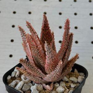 アロエ 実生 ハイブリッド 多肉植物 Aloe hybrid 181