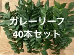 カレーリーフ生葉　40本セット