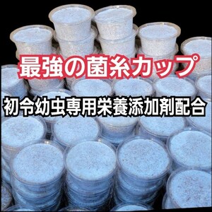 特選！ヒマラヤひらたけ菌糸カップ120ml【40個セット】初令、2令幼虫専用栄養添加剤配合！　オオクワガタ、ニジイロ、ヒラタ、ノコギリに！