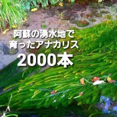 2000本以上 阿蘇の湧水で育った水草 天然アナカリス