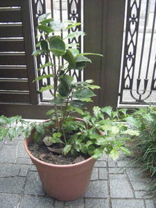 ツバキ　６５ｃｍ　　ジュランダ宝塚　　寄せ植え　樹高（鉢底より）　植木鉢付 　８号鉢