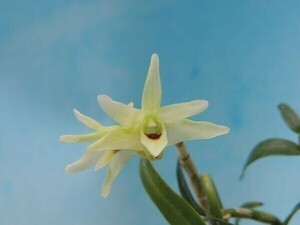 T♪洋蘭　Dendrobium moniliforme x officinale 　セッコク交配 デンドロビューム　 洋ラン