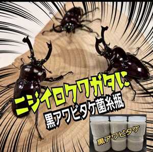 ニジイロクワガタに抜群！極上　黒アワビタケ菌糸瓶【8本】特殊アミノ酸強化！色虫、オオクワガタ、ヒラタの初令、2令幼虫にもお薦めです！