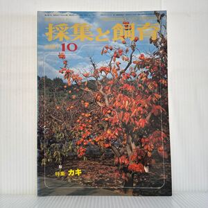 採集と飼育 1981年10月号★特集 カキ 各地に生まれた文化遺産的品種/カキ横野/モズのはやにえ/雑木林の紅葉/柿/自然にしたしむ