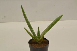 アロエ　エスクレンタ　ALOE esculenta