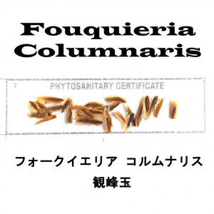 8月入荷 30粒+ フォークイエリア コルムナリス 証明書あり 種 種子 観峰玉