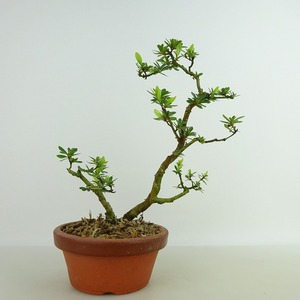 盆栽 皐月 樹高 約12cm さつき Rhododendron indicum サツキ ツツジ科 常緑樹 観賞用 小品 現品