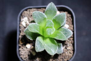 Haworthia /九尾狐　ハオルチア　