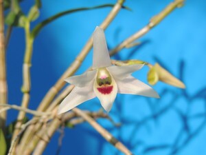 T♪洋蘭　Dendrobium 夏日星 (moniliforme x scoriarum)　花芽らしきもの付き その１　セッコク交配 デンドロビューム 　 洋ラン