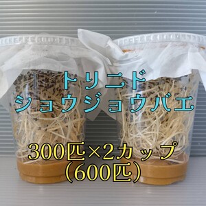 （600匹）トリニドショウジョウバエ 300匹×2カップ（餌用ショウジョウバエ）