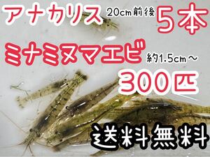 ☆送料込 離れ島不可　ミナミヌマエビ300匹＋α死着保証分とアナカリス5本セット即決価格 川エビ 淡水エビ 餌 エビ 水草