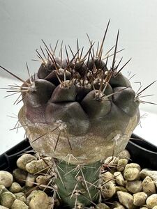 COPIAPOA CINEREA, HR 1027, Quebrada San Ramon コピアポア 黒王丸 フィールドナンバー 接木 南米チリ原産